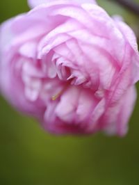 Macro shot of pink flower