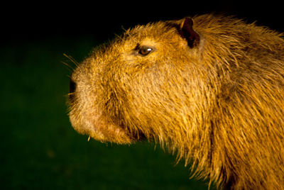 Close-up of lion against black background