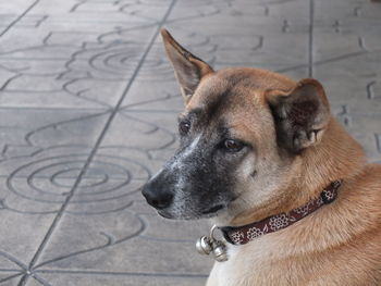 Close-up of dog looking away