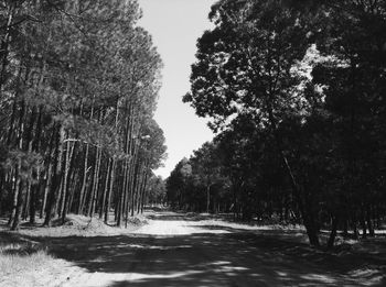 Empty road along trees