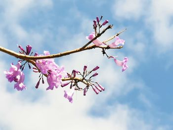 Low angle view of pink cherry blossom against sky