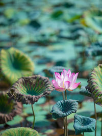 Close-up of pink flowers in pond