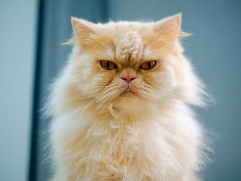 Close-up portrait of a cat