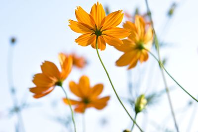 Low angle view of orange flowering plant