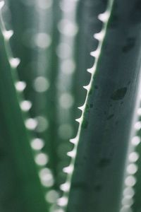 Close-up of leaf