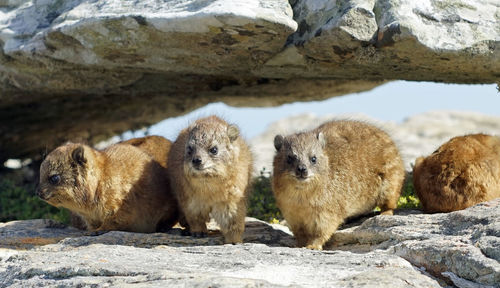 Rock hyraxes on rocks