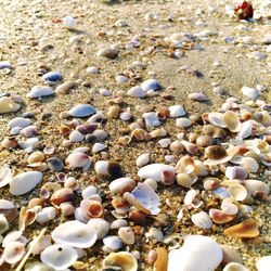 High angle view of shells on beach