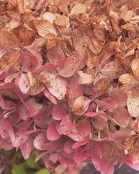 Full frame shot of autumnal leaves