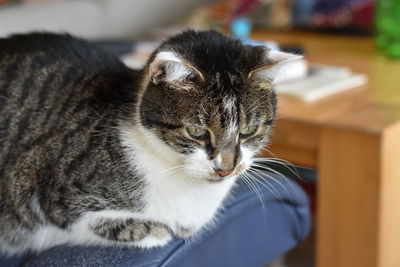 Close-up portrait of tabby cat