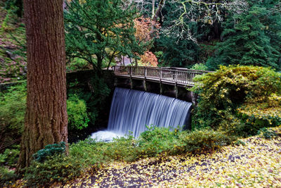 Footbridge over stream amidst trees in forest