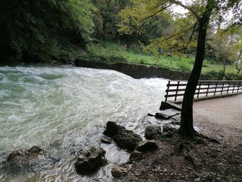 Scenic view of river in forest