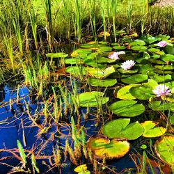 Lotus water lily in lake