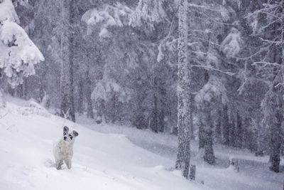 View of dog on snow covered land