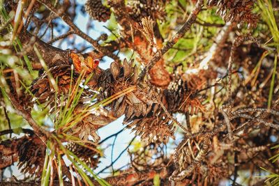 Low angle view of fruits on tree