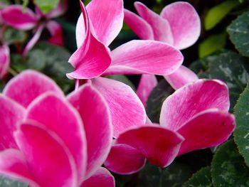 Close-up of pink flowers