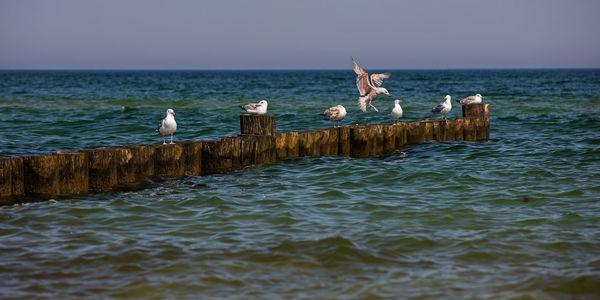 Seagull perching on wooden post by sea against clear sky