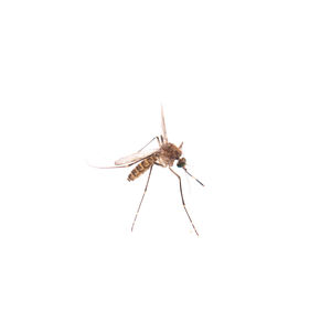 Close-up of insect against white background