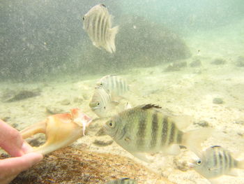 Fish swimming in sea