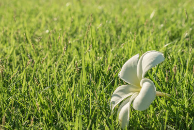 Close-up of white flower blooming in field