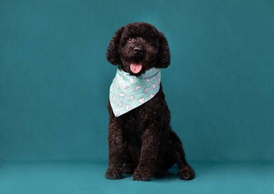 Close-up of dog against blue background