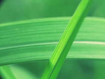 Close-up of green leaves