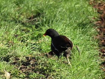 Duck on field