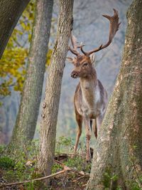 Deer standing on tree trunk