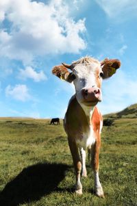 Portrait of cow standing on field against sky