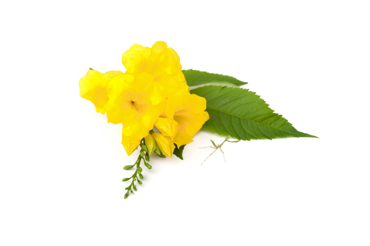 CLOSE-UP OF YELLOW ROSE AGAINST WHITE BACKGROUND