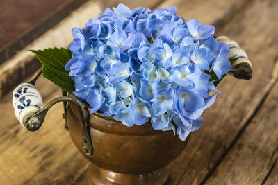 Close-up of blue flower in pot