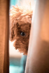 Close-up portrait of a dog