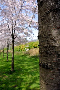 Close-up of tree