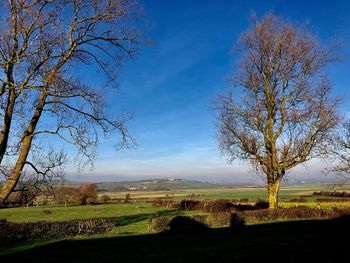 Bare tree on field against sky