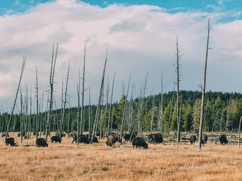 Bison grazing on field against cloudy sky at yellowstone national park