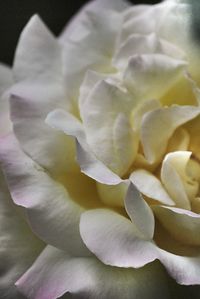 Close-up of rose blooming in garden