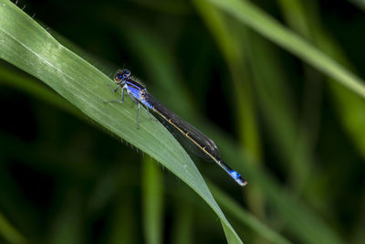 Close-up of insect on leaf