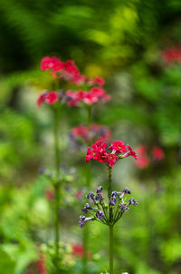 Close-up of pink flowers blooming outdoors