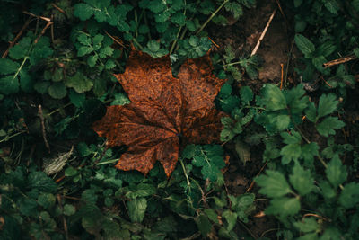 Close-up of autumn leaves on field