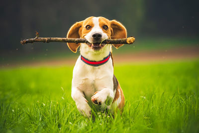 Portrait of dog running on grass