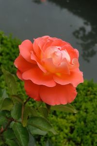 Close-up of red rose