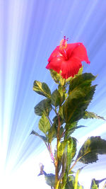 Low angle view of flowers against clear sky