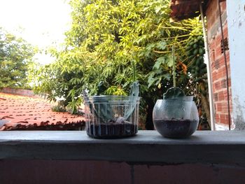 Close-up of potted plant on table