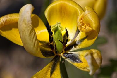 Close-up of yellow flowering plant