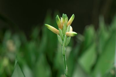 Close-up of flowering plant