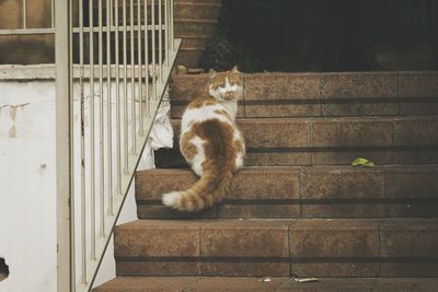 Cat sitting on floor