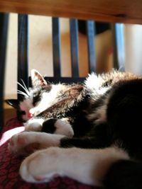 Close-up of cat resting at home