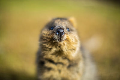 Close-up of an animal looking away