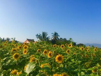 Scenic view of sunflower field against clear blue sky