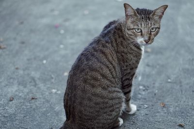 Portrait of a cat sitting on street