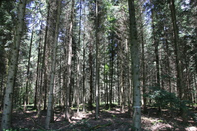 Low angle view of bamboo trees in forest